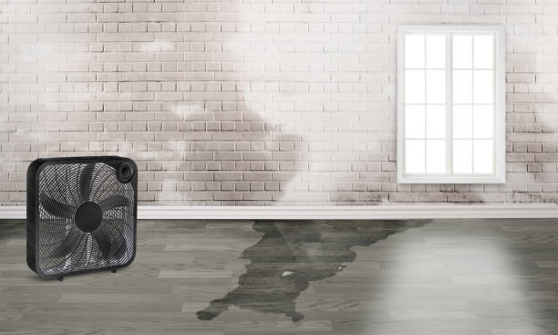 Best Professional water damage repair  in Deville, AL